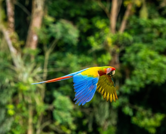 Costa Rica wildlife